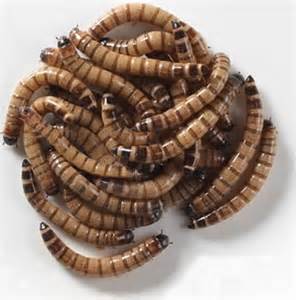 Superworms